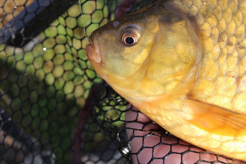 KARASIE POSPOLITE NA FC4