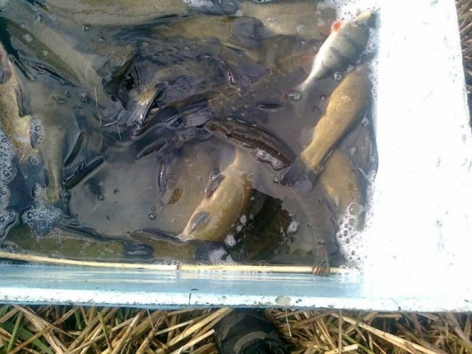 ZARYBIENIE “KOMOROWA” I “POTULIKA”