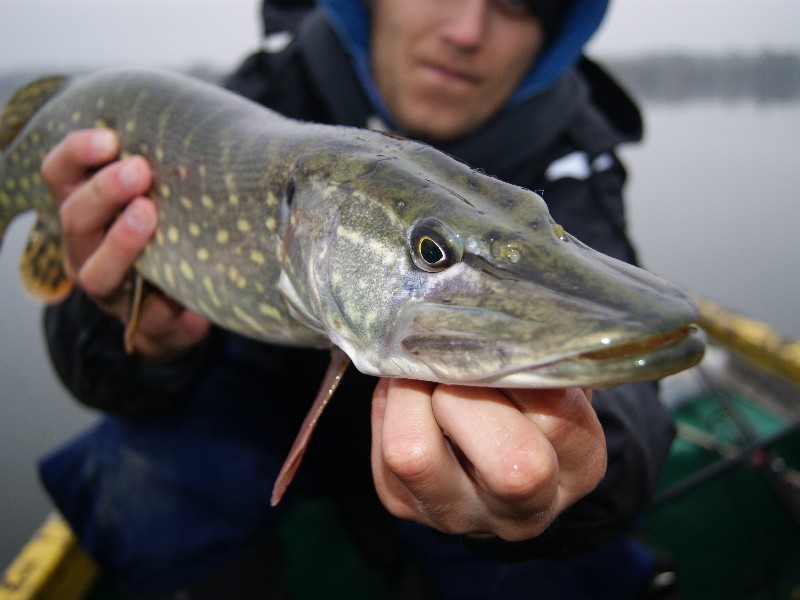 A MIAŁY BYĆ OKONIE…!