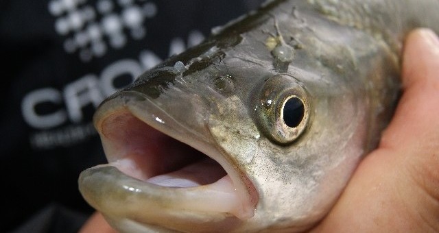 TAM GDZIE PRESJA NAJWIĘKSZA…