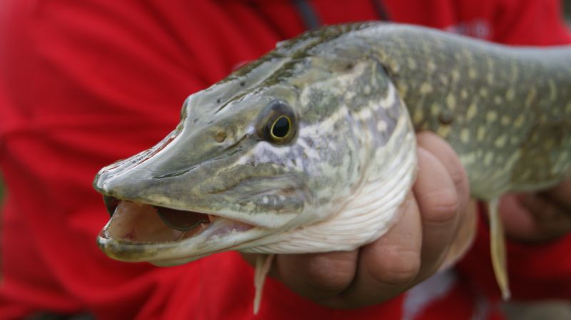 KILKA SZCZUPAKOWYCH DNI…