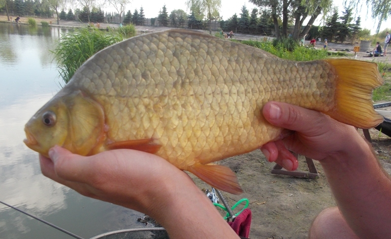 ZŁOTY KONIEC SIERPNIA