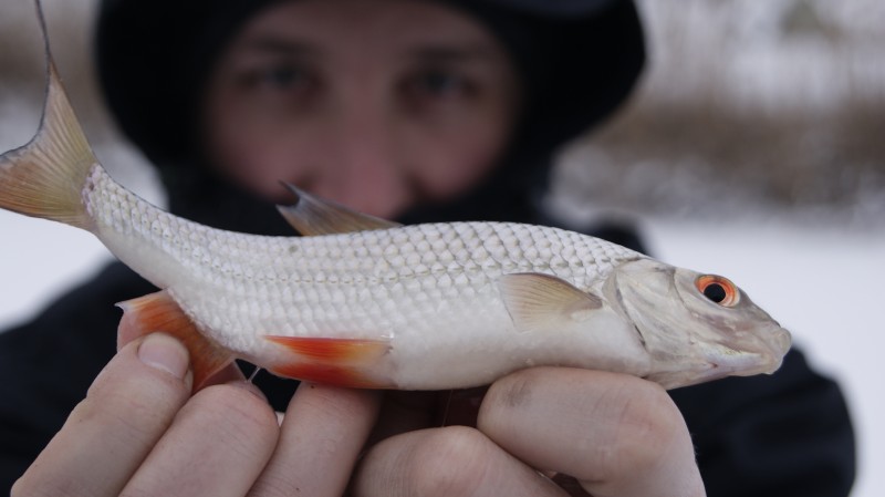 STYCZNIOWE PŁOCIE Z CZARNEGO LODU.