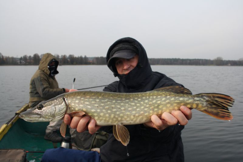 LISTOPADOWE SZCZUPAKI Z JEZIOROWEJ GŁĘBI