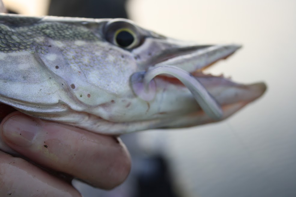 KIKO – PRZYNĘTA ALTERNATYWNA