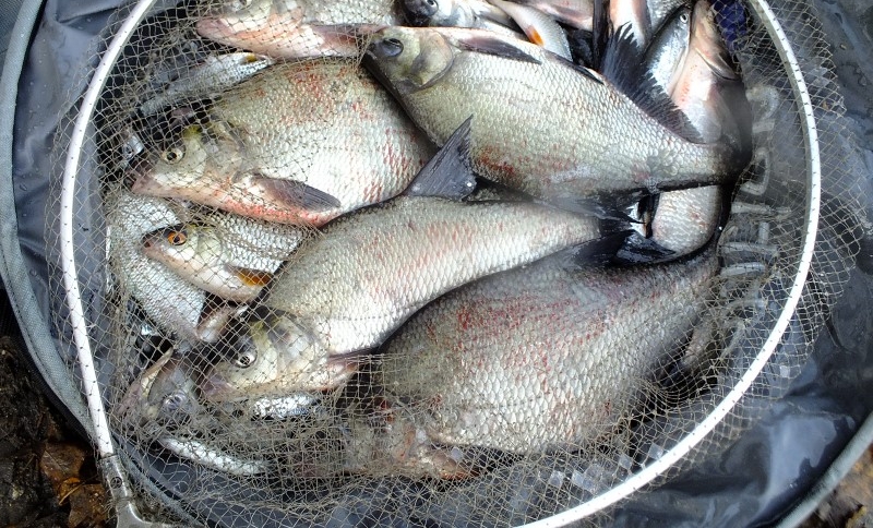 KANAŁ ŻERAŃSKI – OSTATNIE LESZCZE