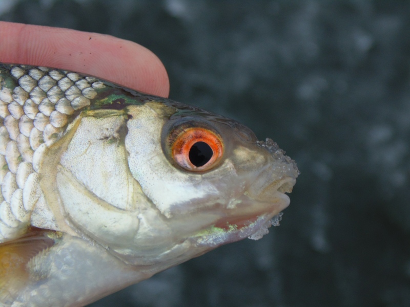 CZERWONOOKIE ŚLICZNOTKI Z LODOWEJ TAFLI