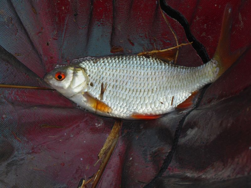 MARCOWE, PŁOCIOWE OTWARCIE SEZONU.