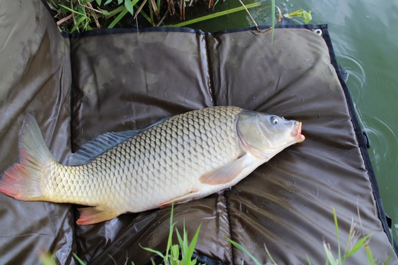 OSTATNIA DESKA RATUNKU