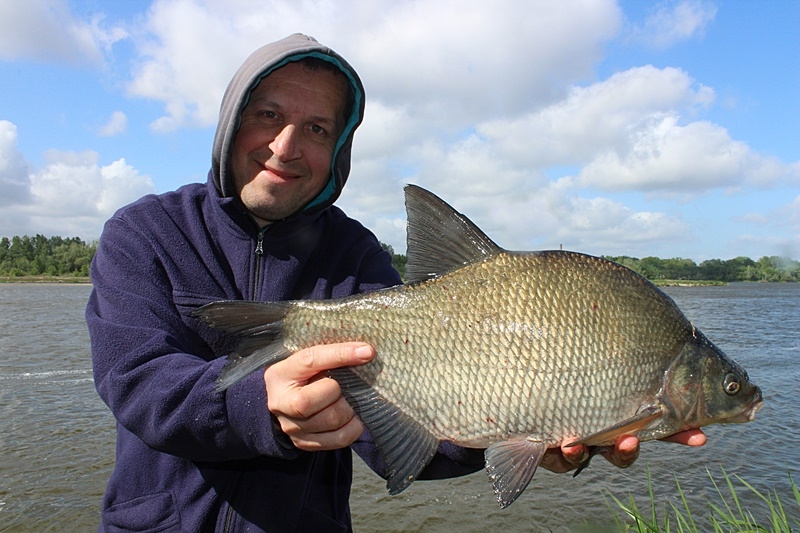 DUŻE LESZCZE NA LEKKI FEEDER