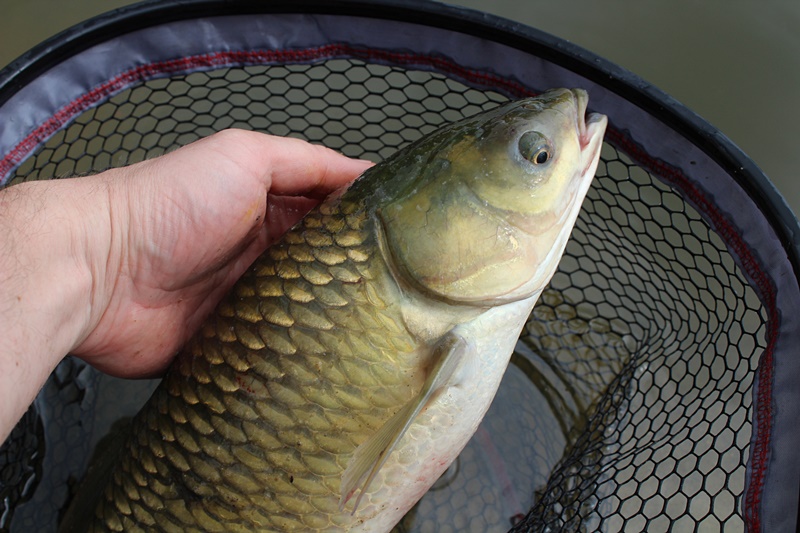 METHOD FEEDER PRZED BURZĄ